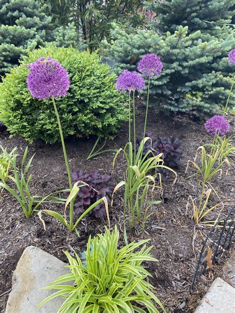 Allium giganteum (Giant Ornamental Onion, Ornamental Onion) | North Carolina Extension Gardener ...