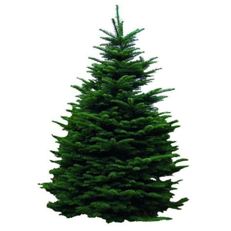 6-7 ft. Freshly Cut Live Abies Noble Fir Christmas Tree-1003929297 - The Home Depot