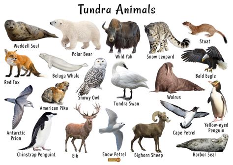 88 New Tundra biome animals adaptations Trend in 2022 | Wallpaper Epic 2022