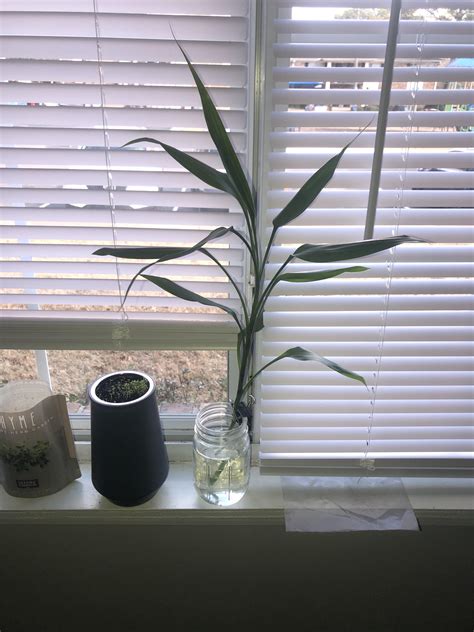 Any suggestions on lucky bamboo propagation? : r/houseplants