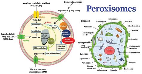 PEROXISOME : All you need to know about peroxisomes