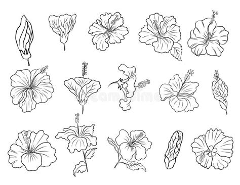 Hibiscus Flower Vector Set for Tattoo Design or Printing on Jacket on Background.Hibiscus Floral ...