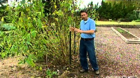 Harvesting Jerusalem Artichoke - YouTube