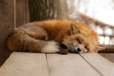 How foxes are domesticating themselves | Salon.com