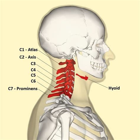 How many bones are in the neck? - Learner trip