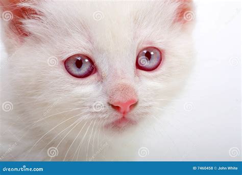 Albino Kitten Royalty Free Stock Photos - Image: 7460458