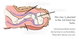 Cat Retracting Claw Diagram | Quizlet