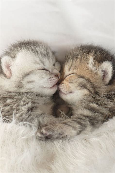 120 Adorable Sleepy Kittens That Will Touch And Melt Your Heart | Cute puppies and kittens ...