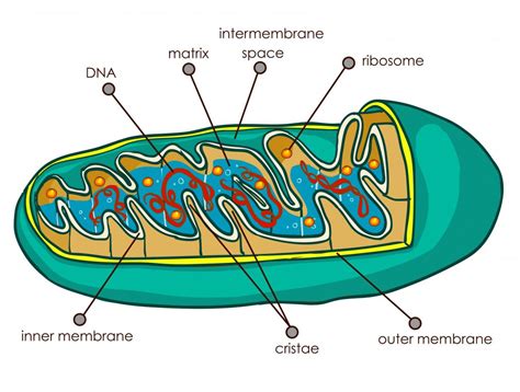 Explain The Structure Of Mitochondria With A Neat Labelled D