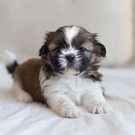 #1 | Shih Tzu Puppies For Sale In Orlando FL | Uptown