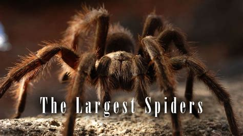 The largest spiders – Top 10 | DinoAnimals.com