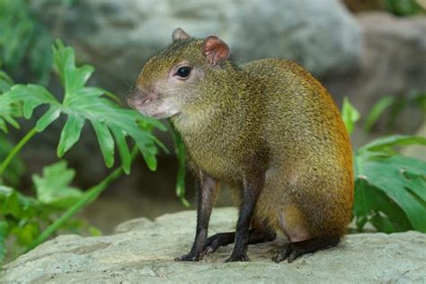 The “Sereque”, a Mexican rodent in the list of endangered species – The ...