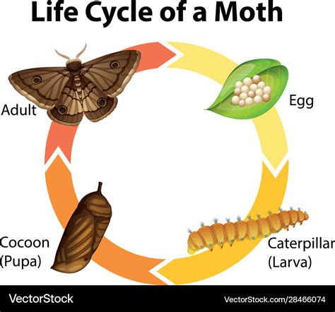 Gypsy Moth Life Cycle