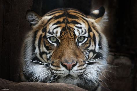 Leone Leveanasiga: Sumatran Tiger