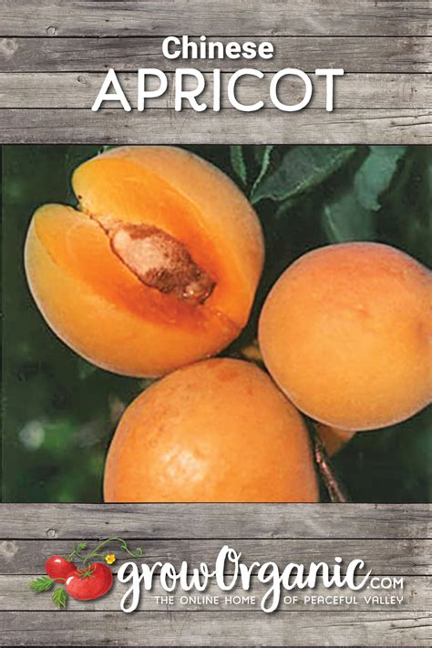 Chinese Apricot Tree (Semi-dwarf) | Apricot tree, Apricot, Peach trees