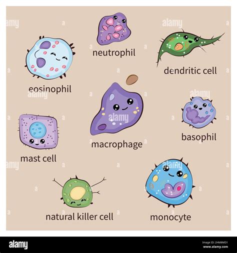 Set of innate immune system cells, cartoon cute funny vector ...