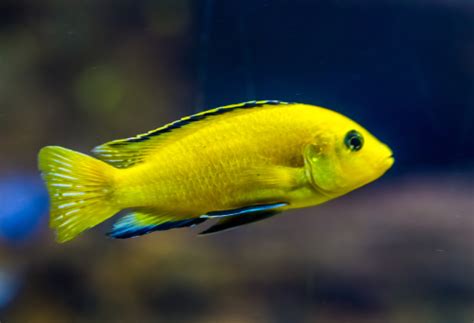 Sparky Waters: Electric Yellow Cichlid Tank Mates⚡🐠 | Fish Lab