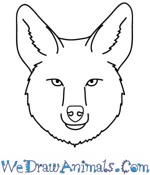 Coyote Face Drawing