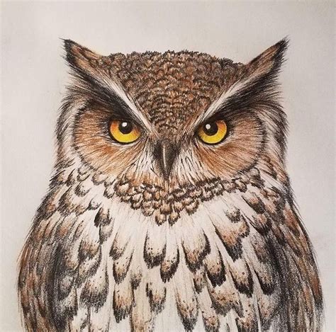 Hoo likes my owl? (Colored pencil) | Owls drawing, Owl drawing color, Bird drawings