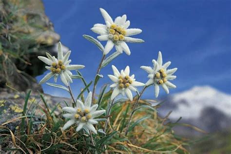 Edelweiss Flowers Meaning