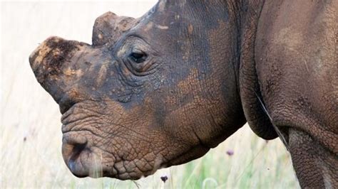 The Trouble With Using Synthetic Rhino Horn to Stop Poaching | IFLScience