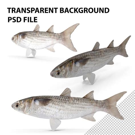 Premium PSD | Mullet Fish PNG