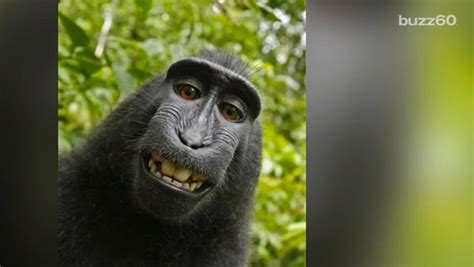 Monkey selfie copyright case for Naruto, the crested macaque, ends