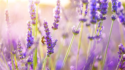 Lavender Desktop Wallpaper