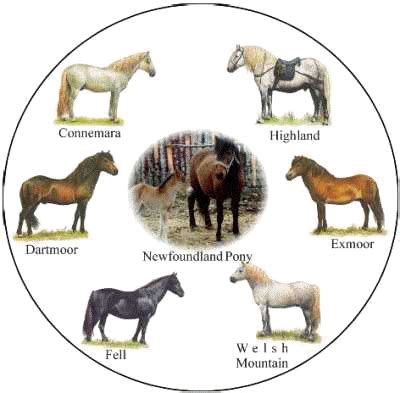 Equiworld - The Newfoundland Pony - Horse and Pony Breeds - Equestrian Information on the internet