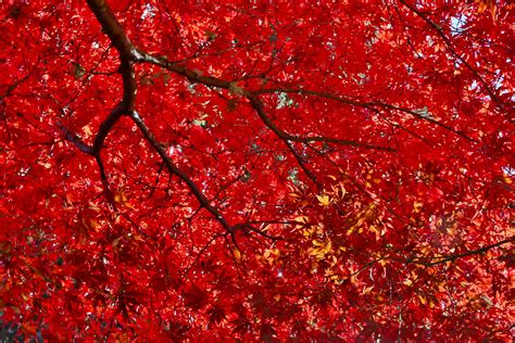 Red Japanese Maple Trees: Crimson Queen, Bloodgood