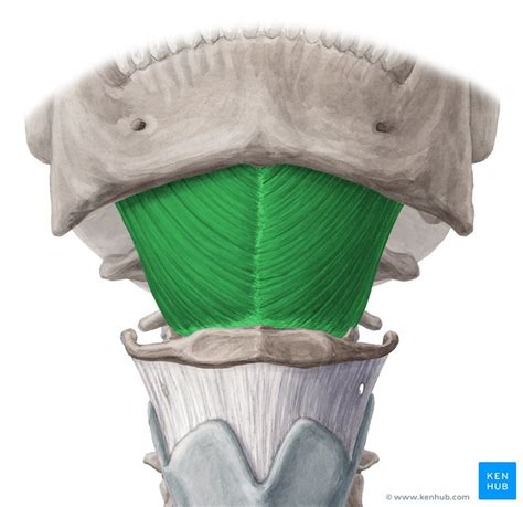 Mylohyoid: Origin, insertion, innervation and action | Kenhub