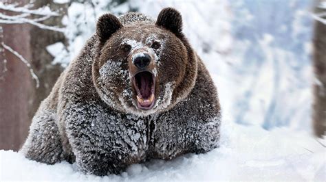 Grizzly Bear Wallpapers - Top Free Grizzly Bear Backgrounds - WallpaperAccess