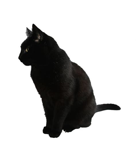 black cat png | Black cat, Cat sitting, Cats