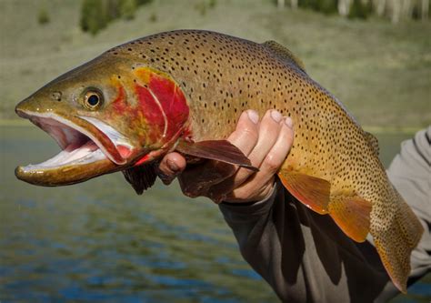 Yellowstone Cutthroat Trout – Western Native Trout