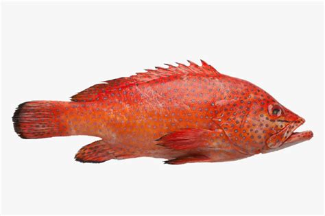 Fresh Red Grouper – WBH Seafood LLC