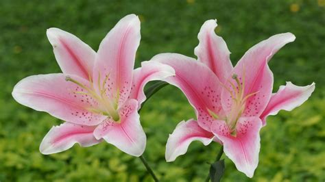 Lily Flowers