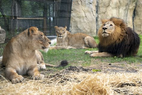 Lion Habitat Opens - Potawatomi Zoo