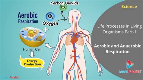 Anaerobic Respiration In Humans