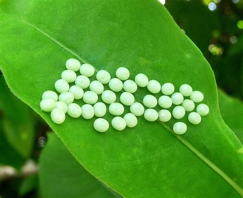 Tetrio Sphinx Moth Eggs - Pseudosphinx tetrio - Image : © Lymantria | Insect eggs, Hawk moth, Moth