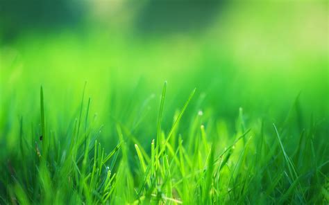 1366x768 Green Grass Field Laptop HD ,HD 4k Wallpapers,Images ...