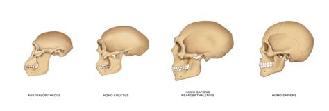 A Snapshot Of Our Mysterious Ancestor Homo Erectus - Ancient History ...