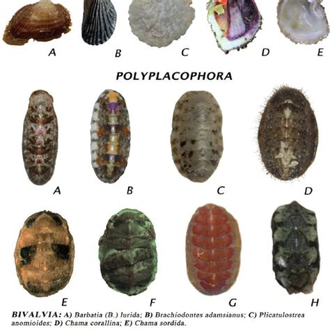 Species with no record found in Acapulco: Bivalvia and Polyplacophora. | Download Scientific Diagram