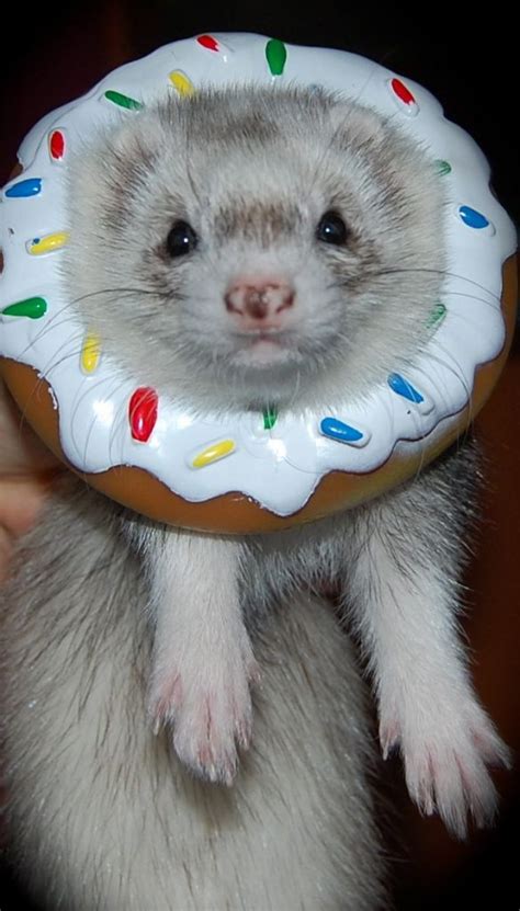 25 Ferret Halloween Costumes - Ferret Lovers