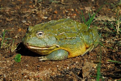 African Bullfrog Facts and Pictures