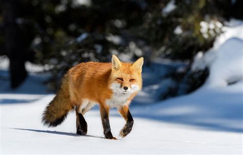 mejores especies de zorros que se pueden tener como mascotas | 2024