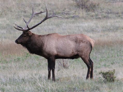 Til the Last Hemlock Dies: Western Elk, Eastern Elk