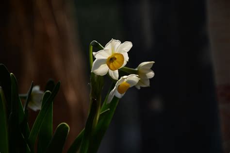 Narcissus White Flowers - Free photo on Pixabay - Pixabay