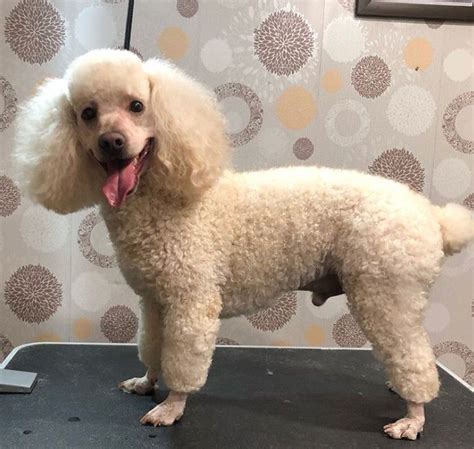 Best Poodle Haircuts Teddy Bear Poodle, Poodle Puppy, Cute Teddy Bears ...