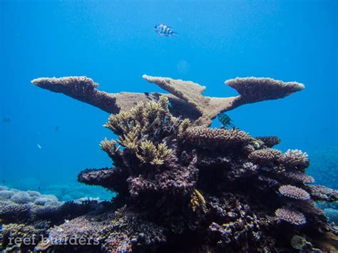 Breathtaking views of coral reefs at Kwajalein Atoll, Marshall Islands | Reef Builders | The ...