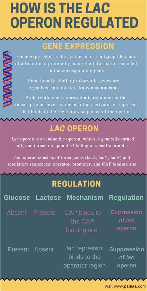 How is the Lac Operon Regulated | Gene Expression and Regulation